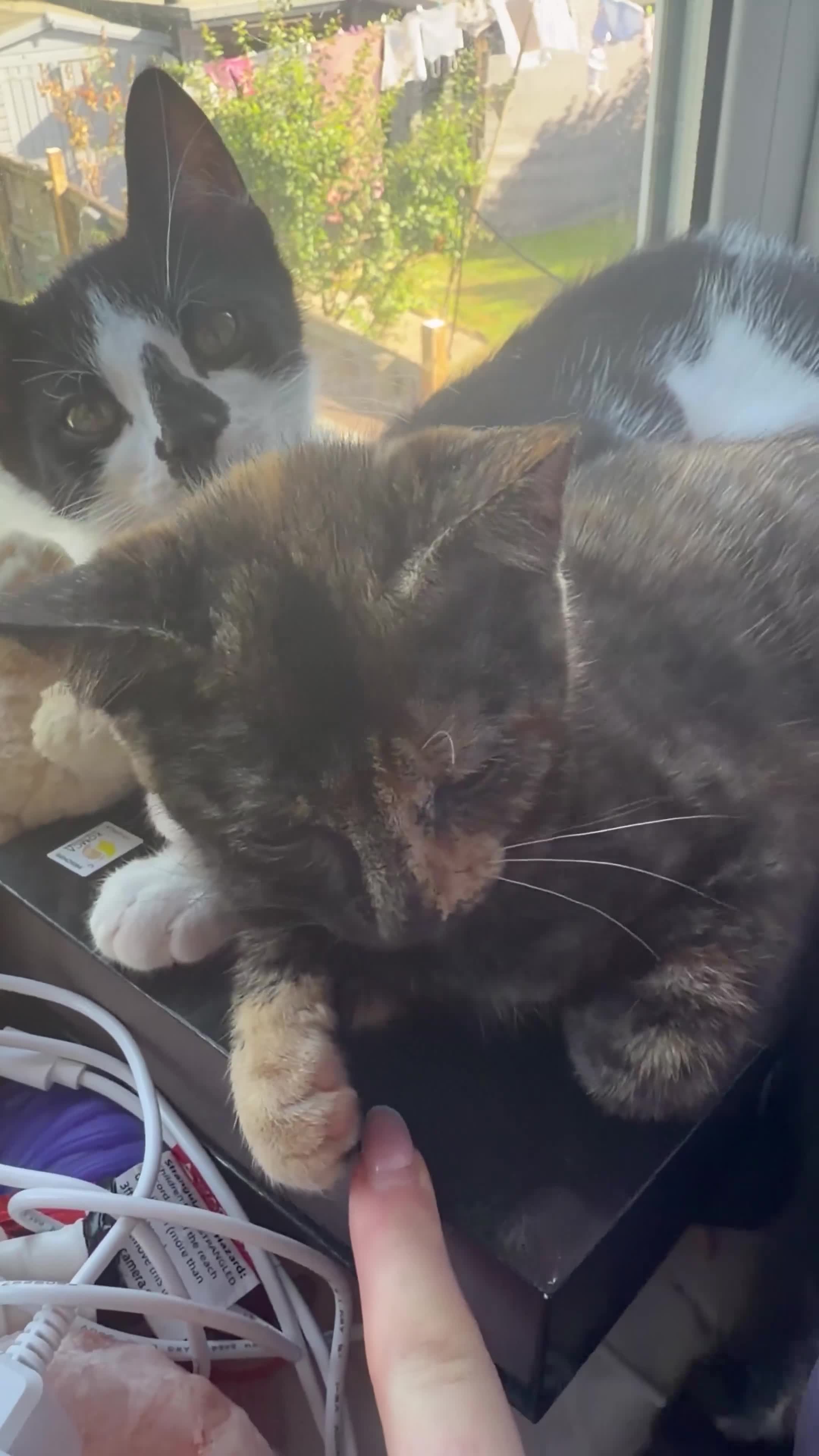 Mixed Breed cats for sale: Tortie & Black and White kittens!  in York - Video 1