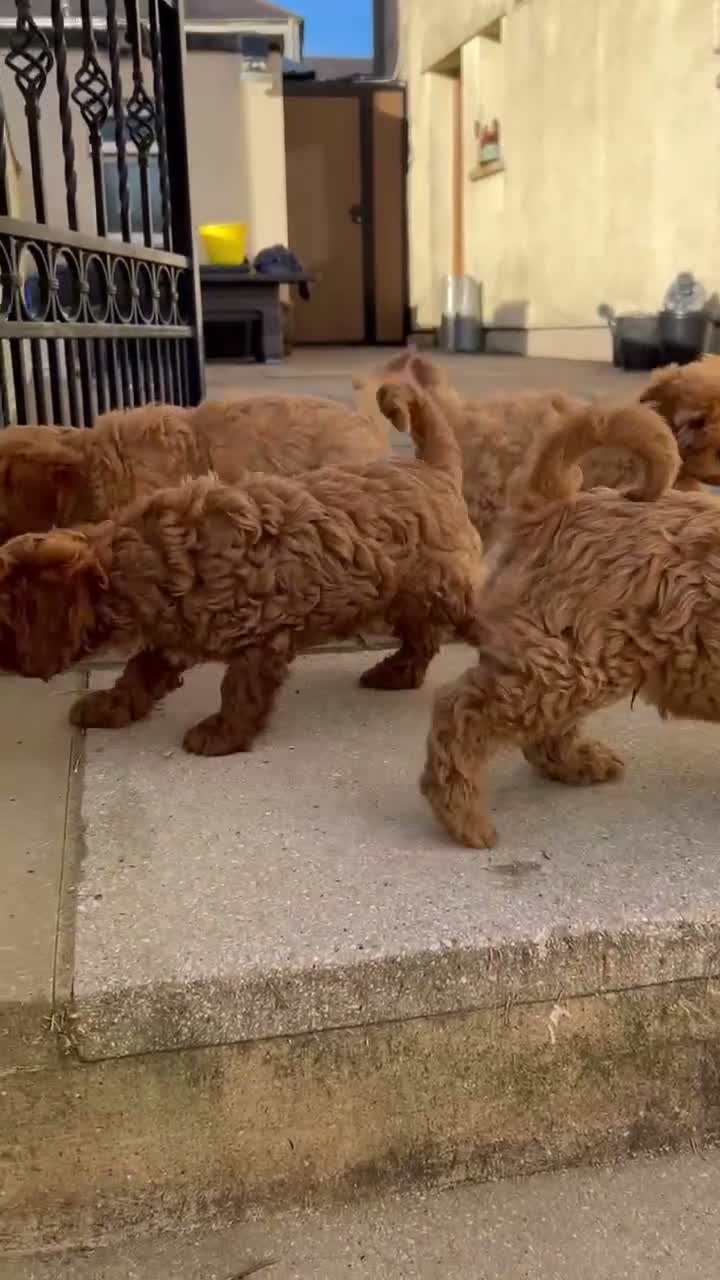 Cavapoo dogs for sale: Beautiful Cavapoo puppies  - Video 1