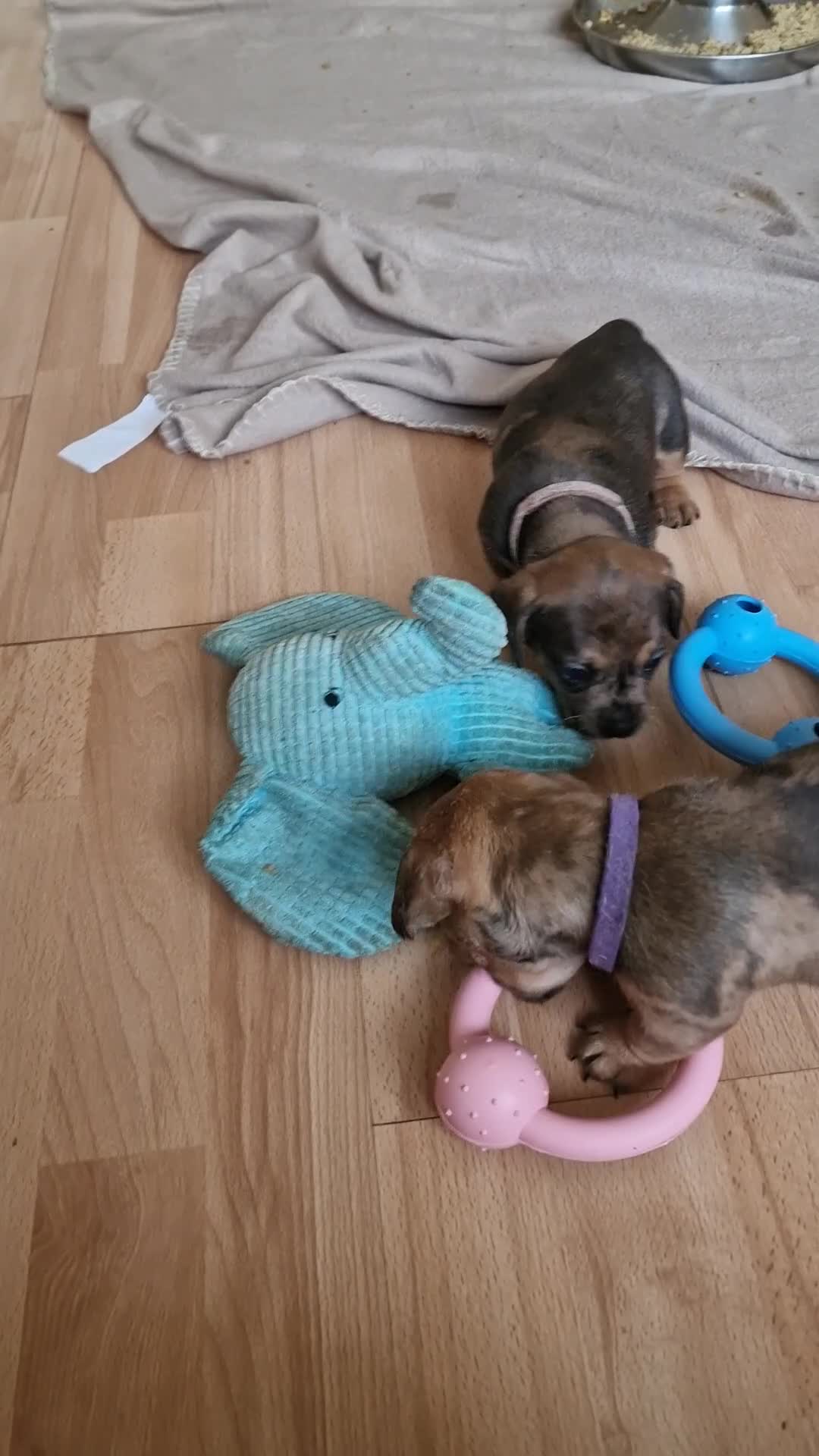 Mixed Breed dogs for sale: Only 1 Girl left! Ready to leave in a week!  - Video 1