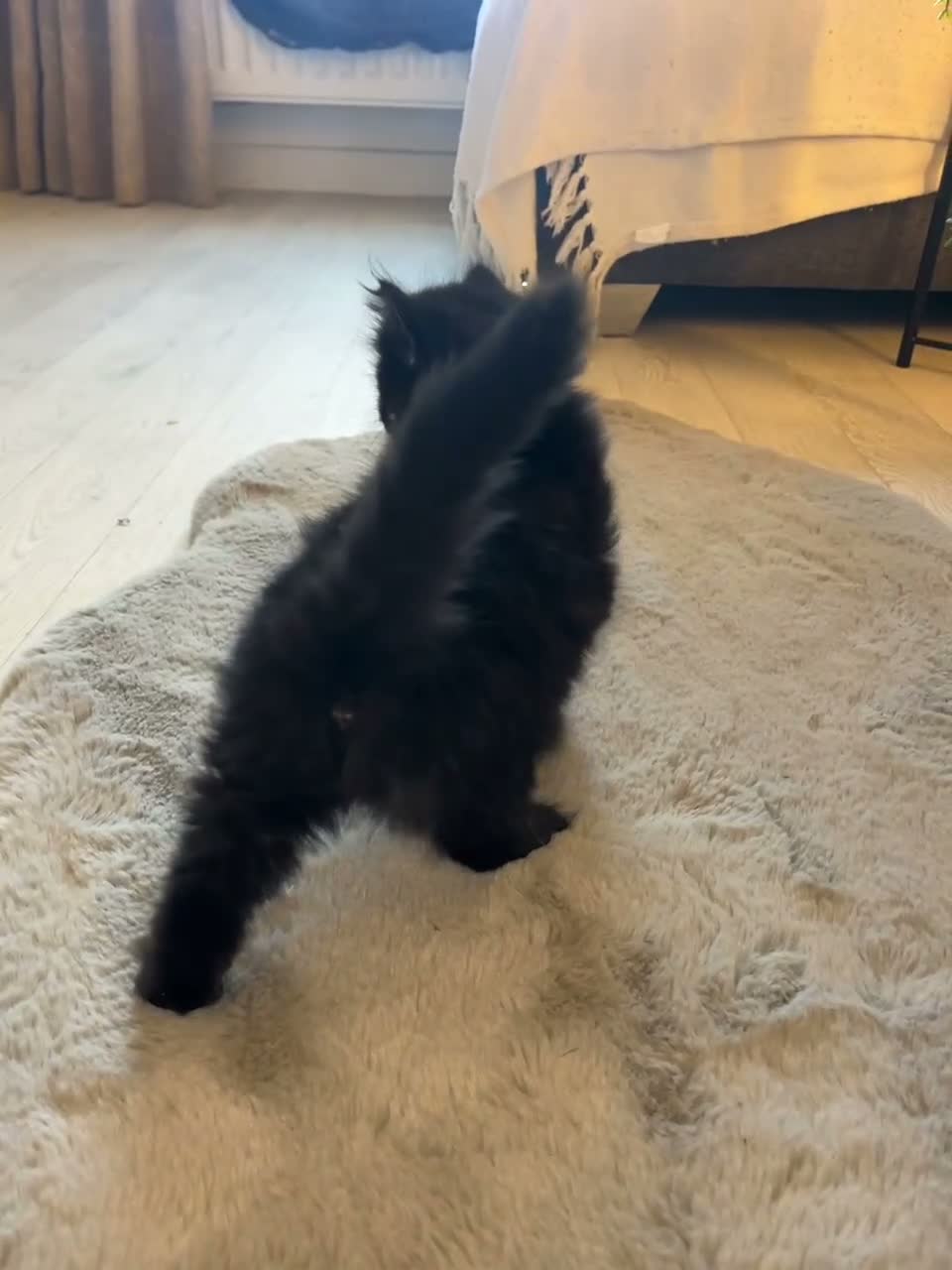 Mixed Breed cats for sale: Black fluffy male kitten  - Video 1