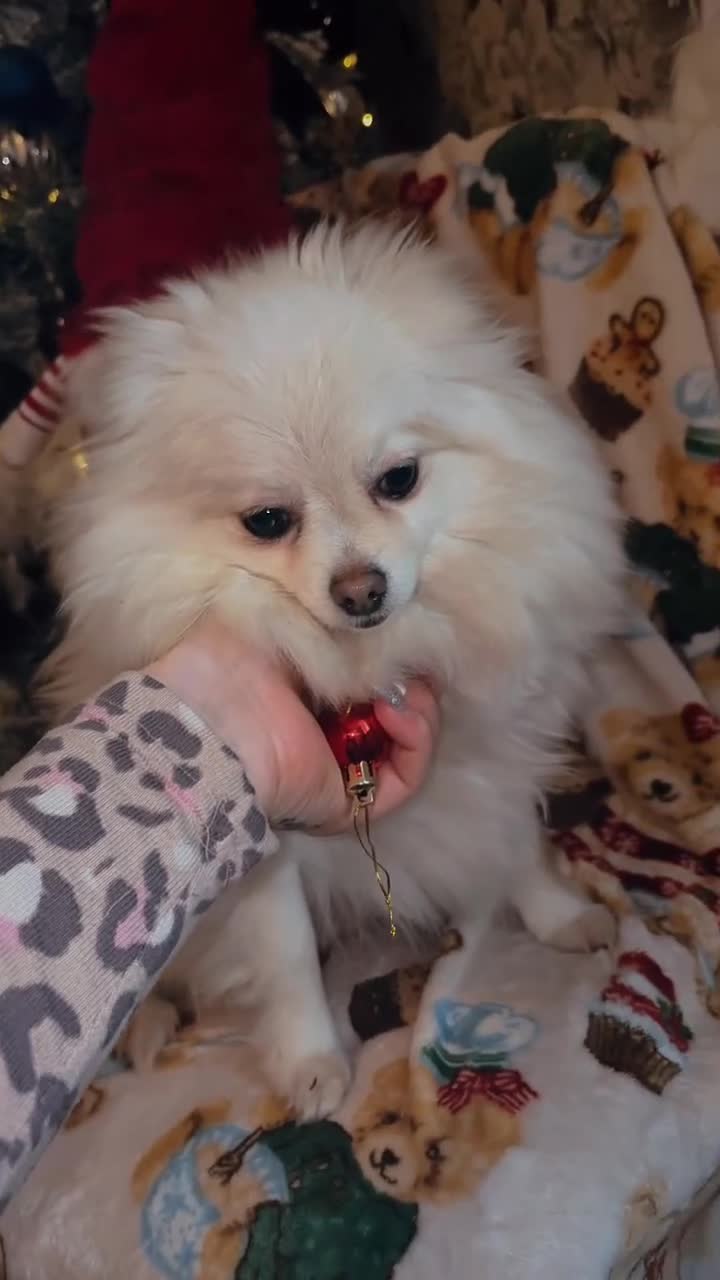 Pomeranian dogs for sale: Beautiful 2 and half year old white fluffly pom  - Video 1