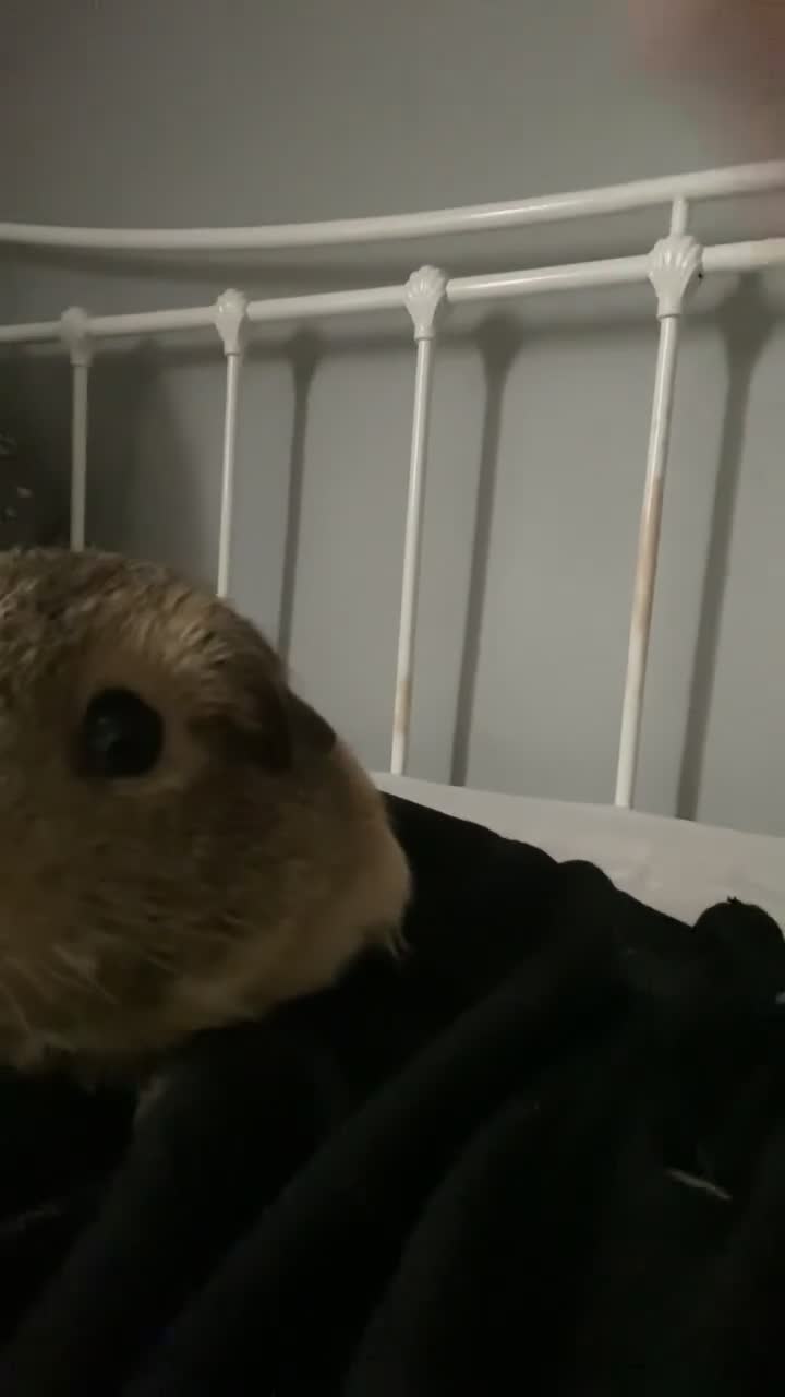 Guinea Pig rodents for sale: Two female guinea pigs - Video 1