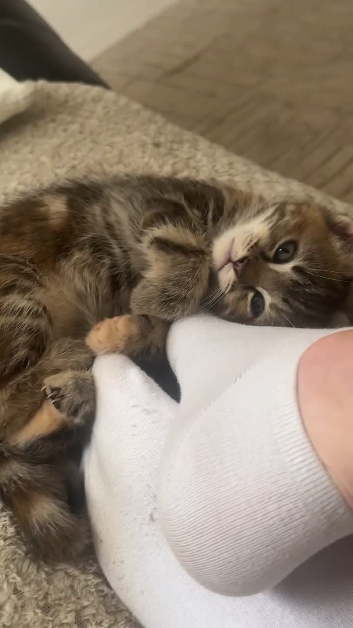 Mixed Breed cats for sale: female tabby kitten  - Video 1