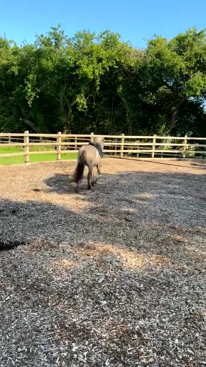 Dartmoor horses for sale: Dartmoor Hill Pony - Video 3