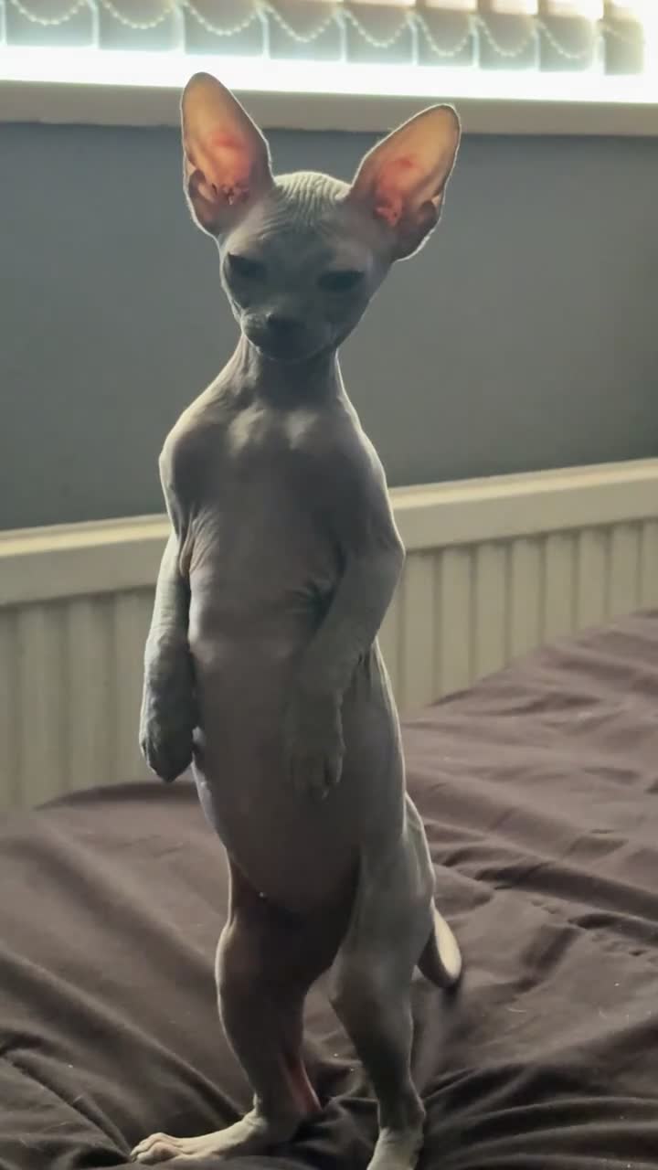 Sphynx cats for sale: Sphynx female  - Video 1