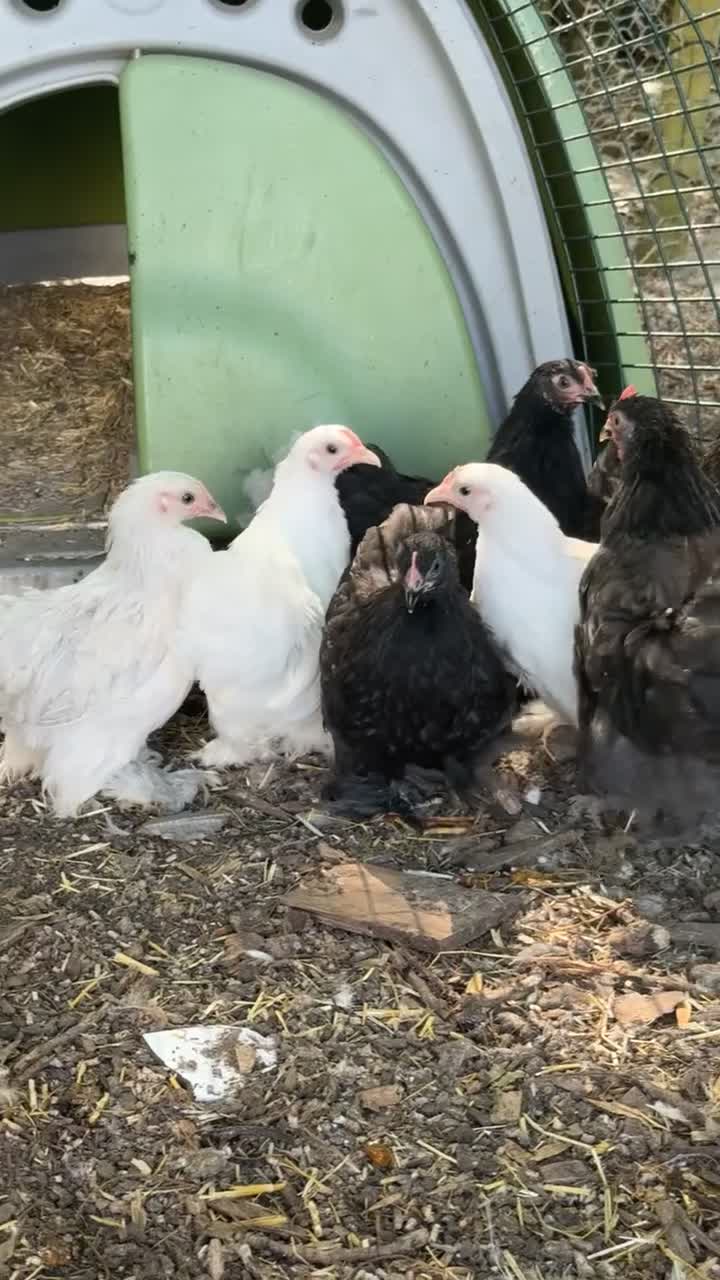 Chickens poultry for sale: Pekin and sebrights - kings Lynn  - Video 2