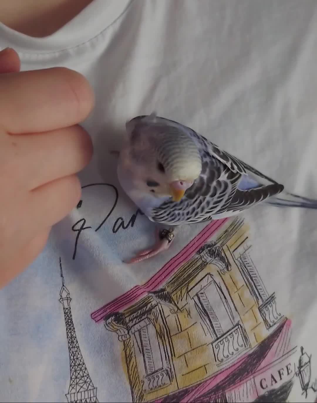 Budgerigars birds for sale: Hand reared silly tame baby budgies  - Video 2