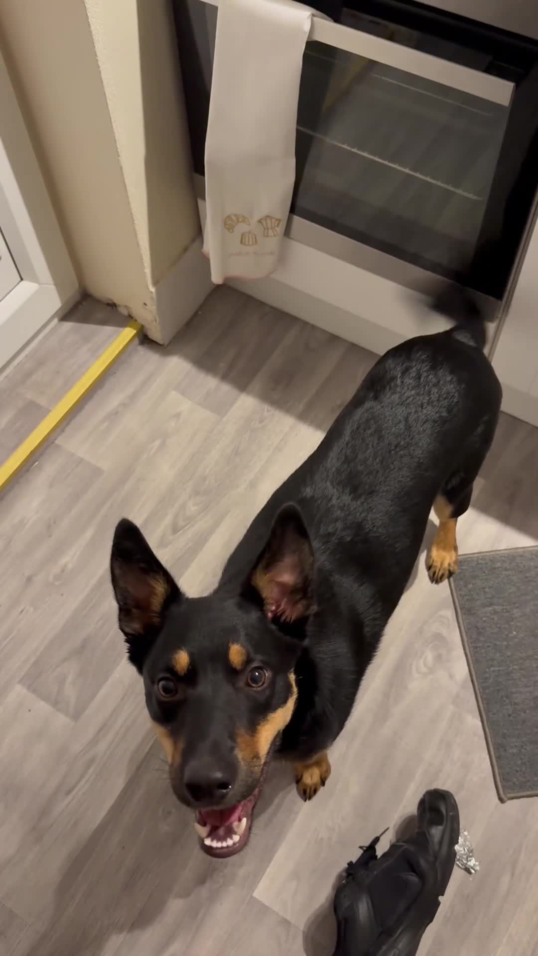 Mixed Breed dogs for sale: Kelpie x Border Collie 11 Month Old Puppy Rehome  - Video 4
