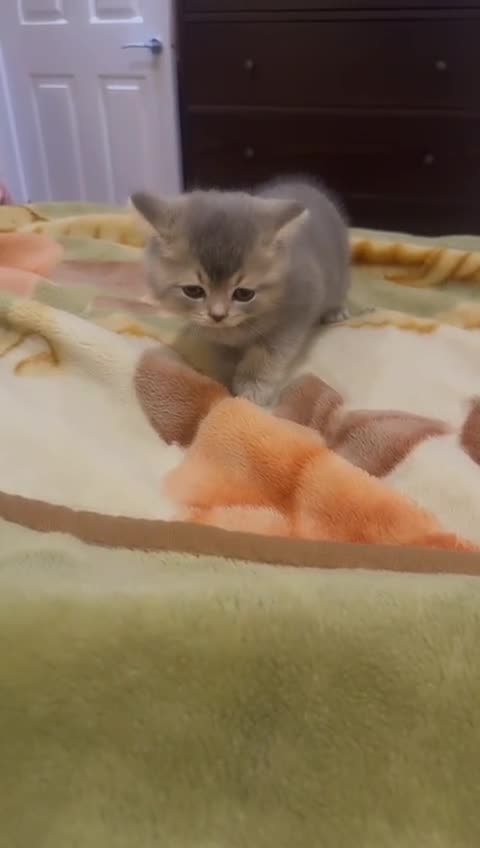 British Shorthair cats for sale: Stunning British Short Hair for Sale - Video 1