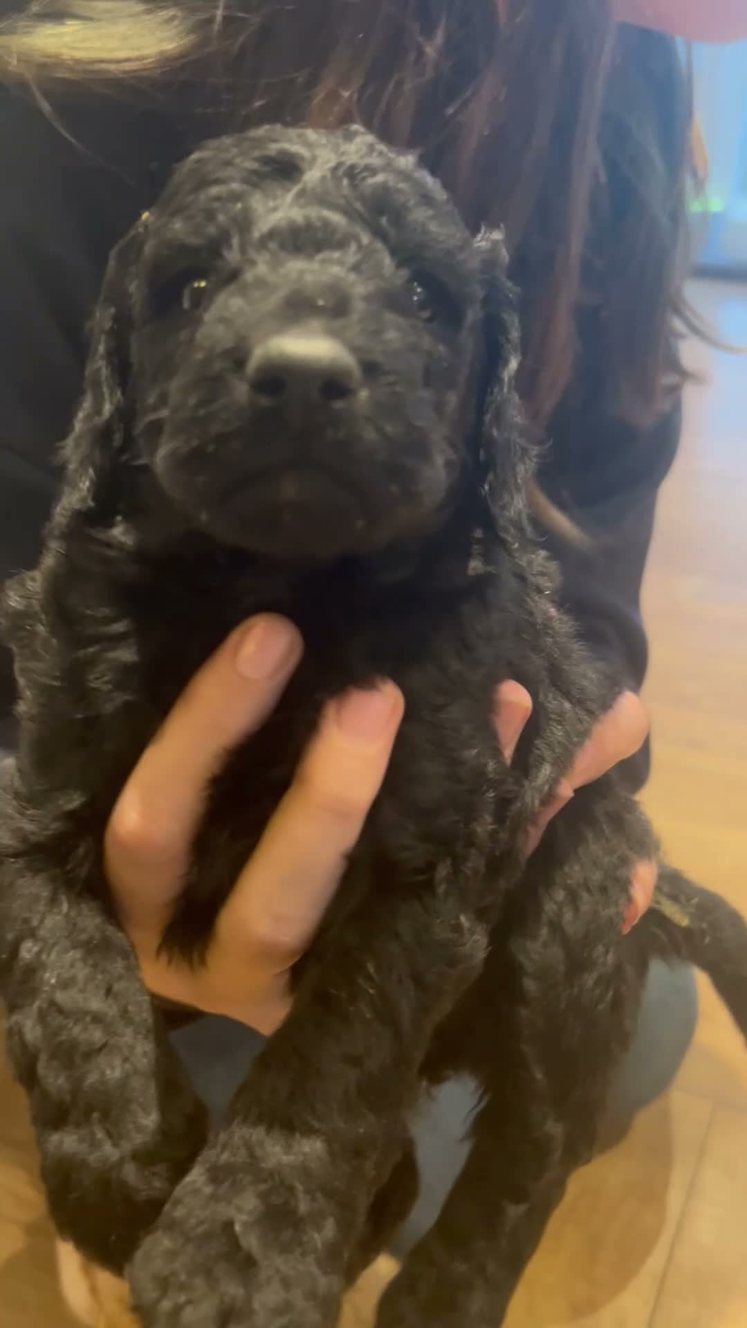 Labradoodle dogs for sale: Beautiful F1B Miniature Labradoodles - Video 2