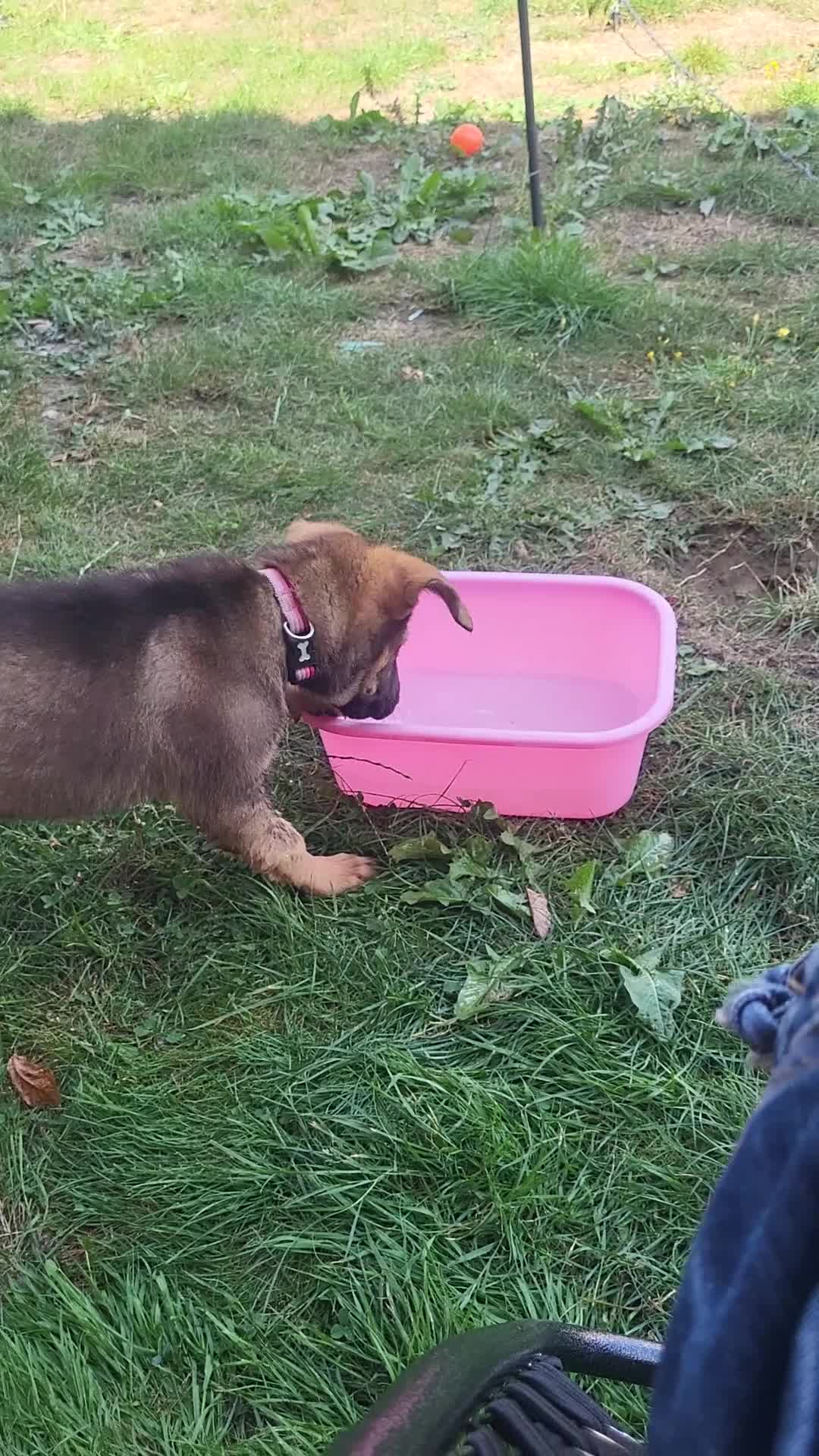 Mixed Breed dogs for sale: Puppy for rehome - Video 1