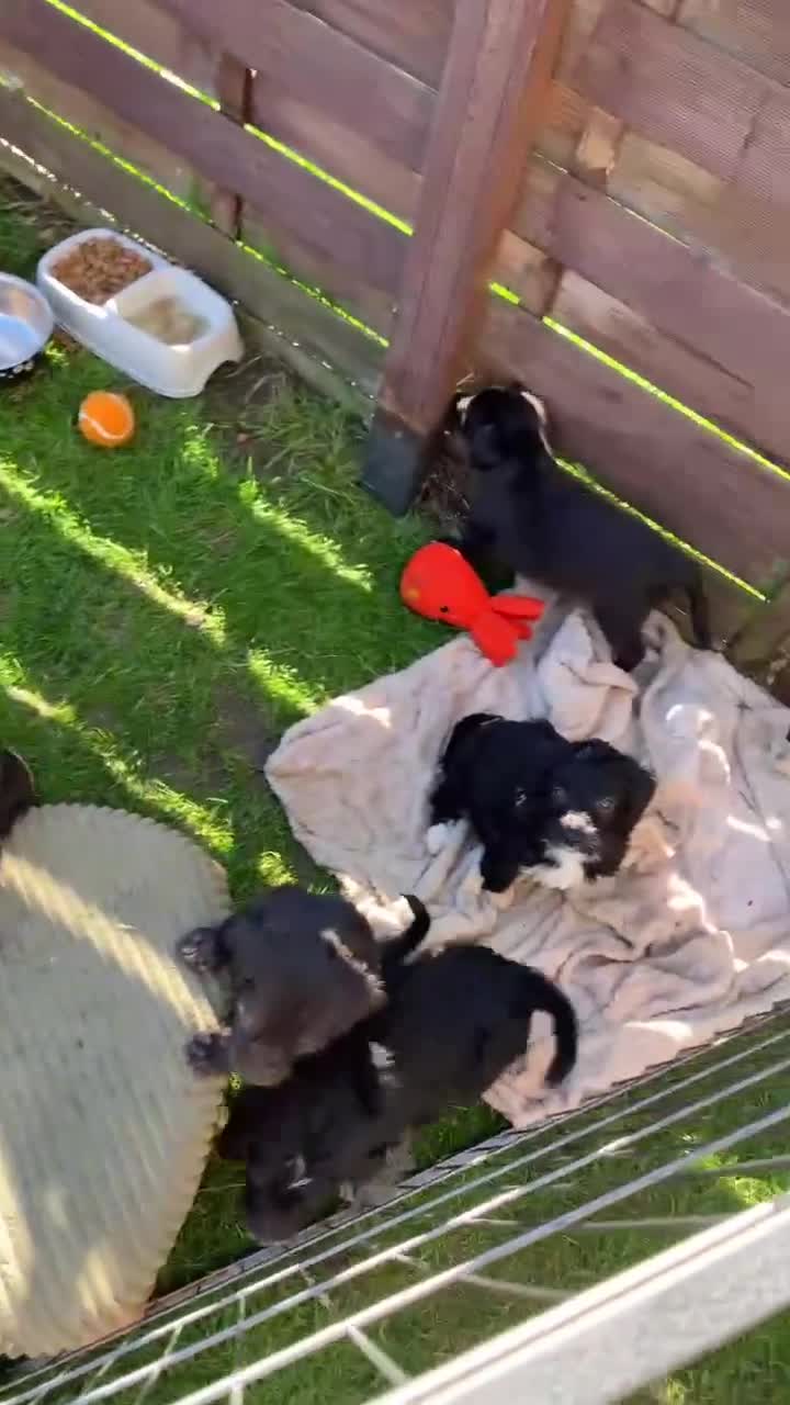 Mixed Breed dogs for sale: Whippet cross toy poodle   - Video 2
