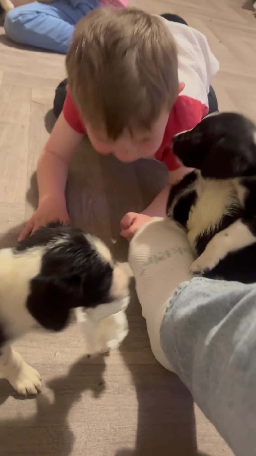 Mixed Breed dogs for sale: Springer cross collie  - Video 1