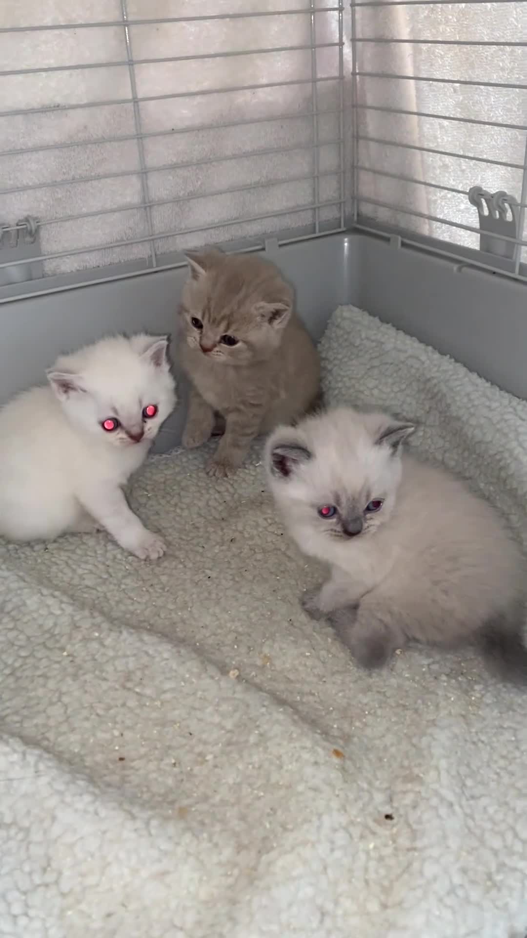 British Shorthair cats for sale: Gccf Registered kittens  - Video 4