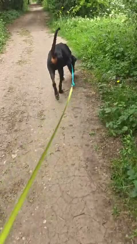 Dobermann dogs for sale: A Stunning strong KC Reg Black & Tan Doberman - Video 1