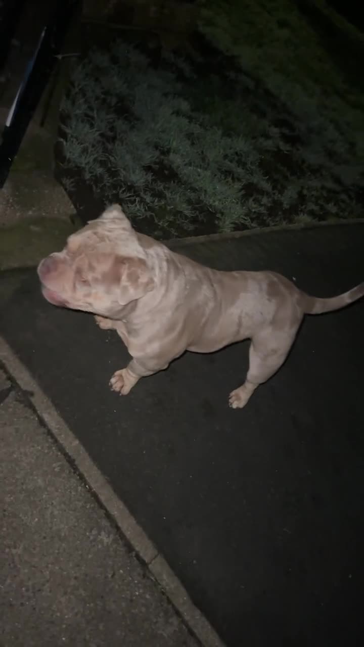 American Bully dogs for sale: REAL QUALITY BULLYS  - Video 3