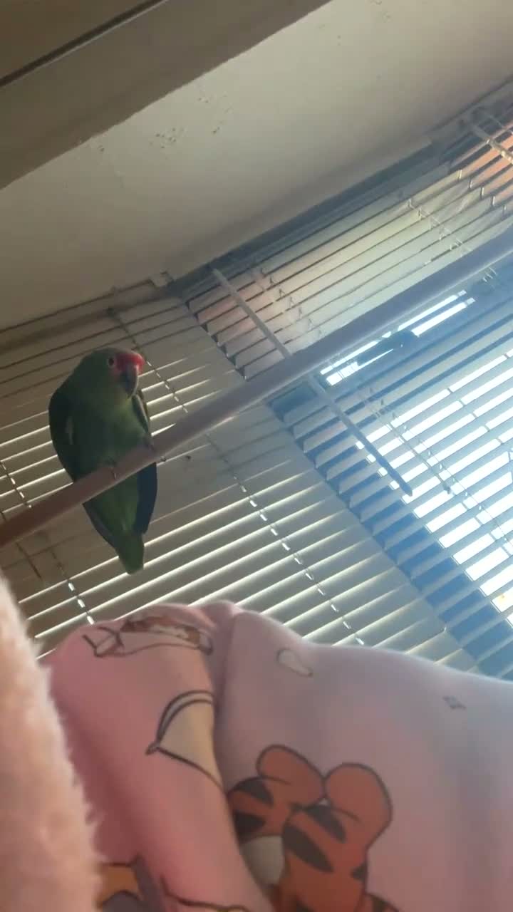 Parrots birds for sale: 2 Amazon Red Lored - Video 3