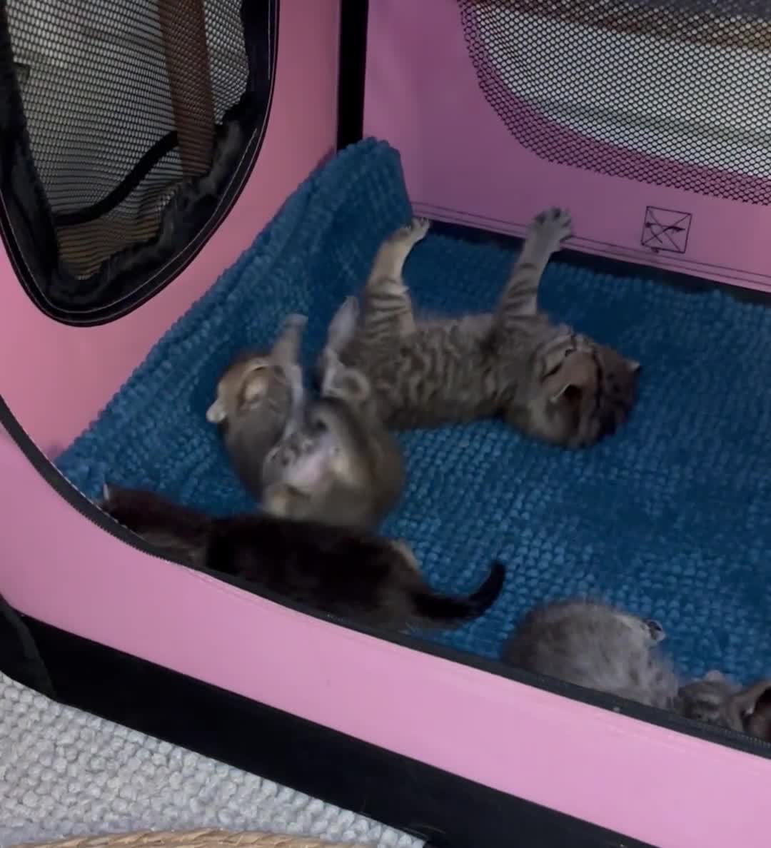 British Shorthair cats for sale: Pedigree British Shorthair kittens  - Video 2