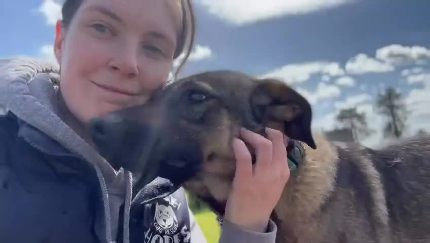 Mixed Breed dogs for adoption: Luna was stood up.... in Kidderminster - Video 4