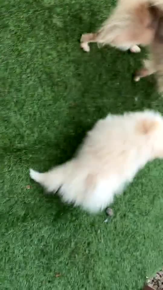 Pomeranian dogs for sale: Gorgeous Pomeranian boys - Video 1
