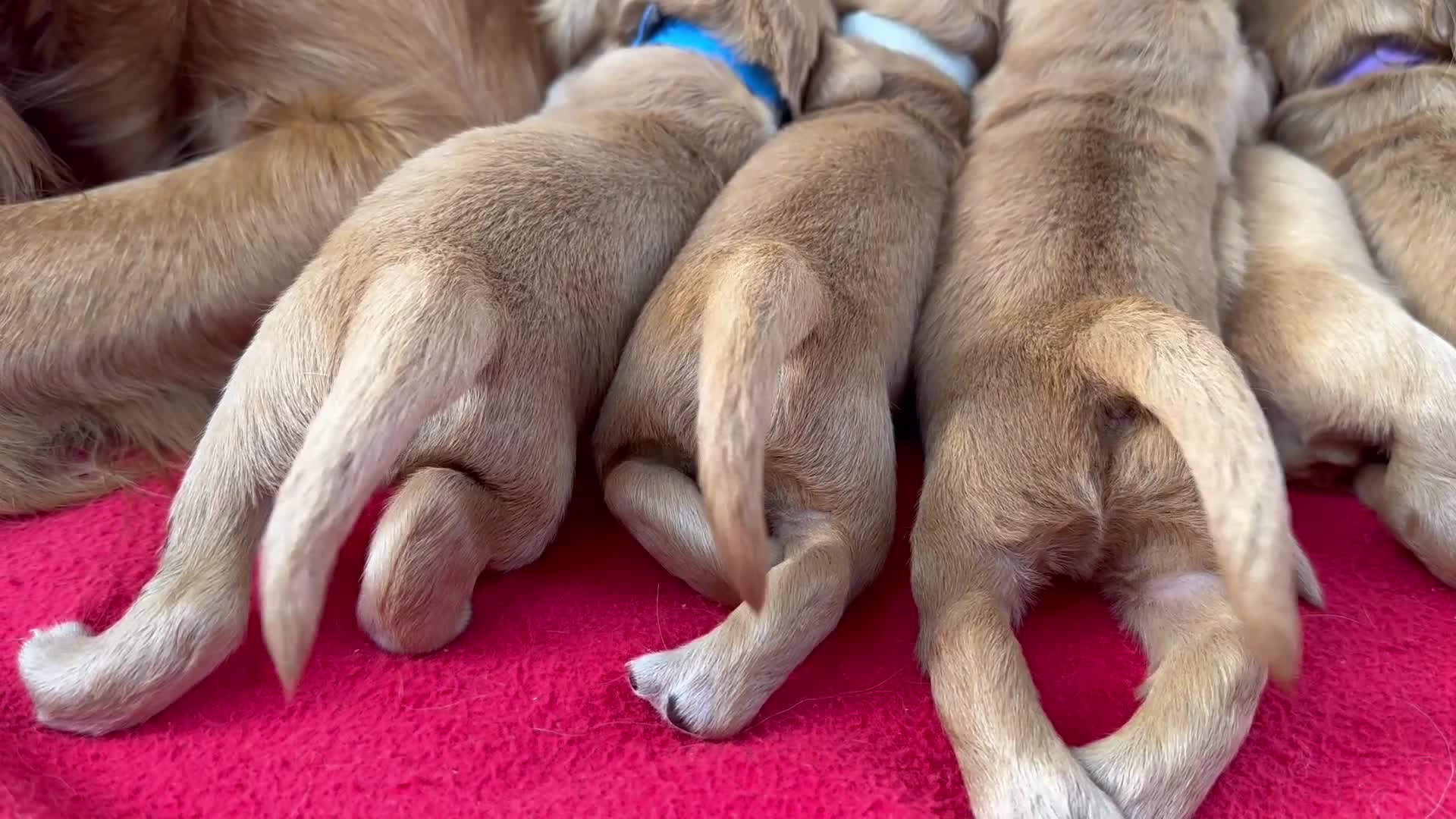 Golden Retriever dogs for sale: KC Red Coat Working Line Golden Retriever Puppies in Bath - Video 1