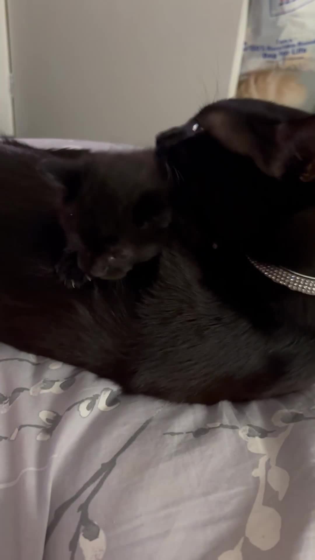 Mixed Breed cats for sale: Kittens for sale  - Video 2