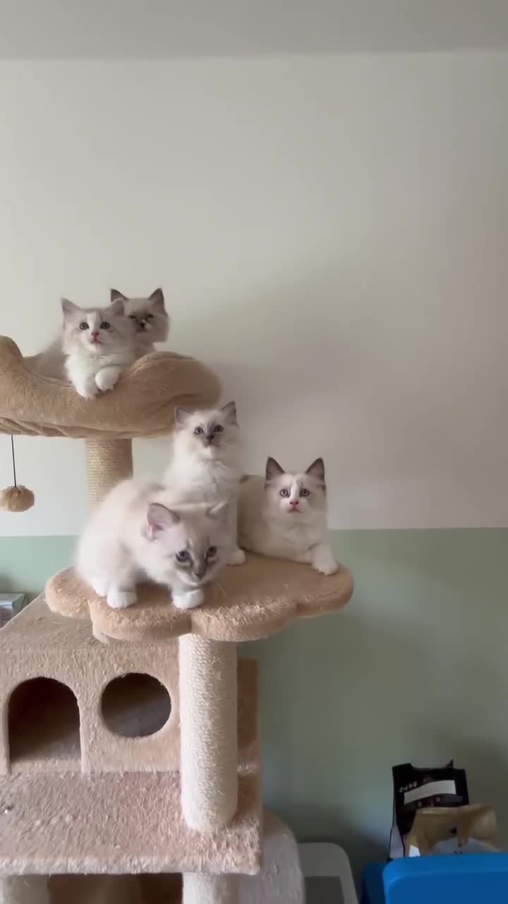 Ragdoll cats for sale: Five Little Kittens are Waiting for YOU - Video 1