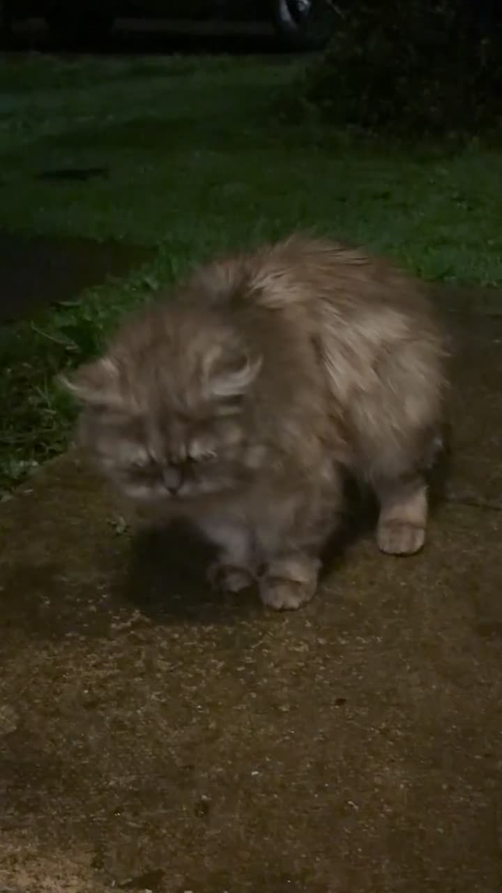 Persian cats for sale: Beautiful female Half ragdoll & half Persian cat  - Video 1