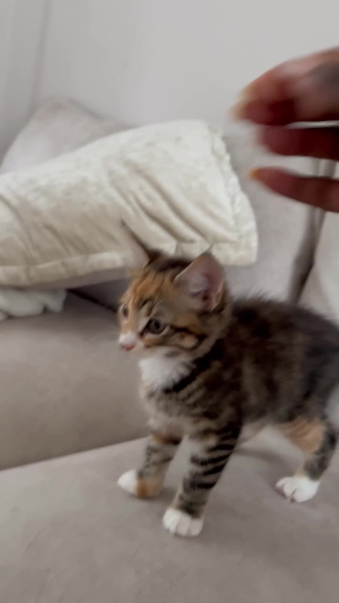 Mixed Breed cats for sale: 1 BEAUTIFUL KITTEN LEFT - 1 BOY! - Video 1