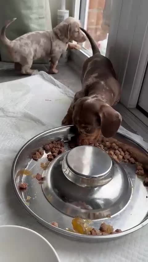Miniature Dachshund dogs for sale: Beautiful Miniatures  - Video 2
