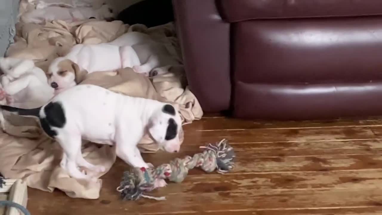 Mixed Breed dogs for sale: adorable Lurcher puppies - Video 1