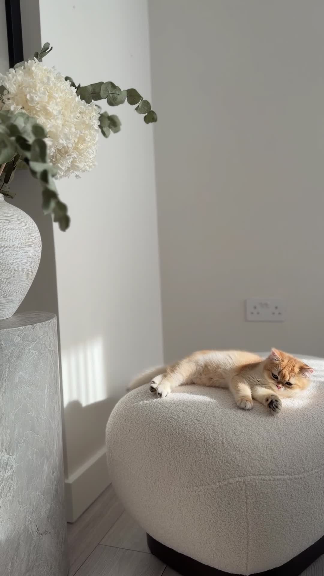 British Shorthair cats for sale: British Shorthair Golden Boy  sold  - Video 4