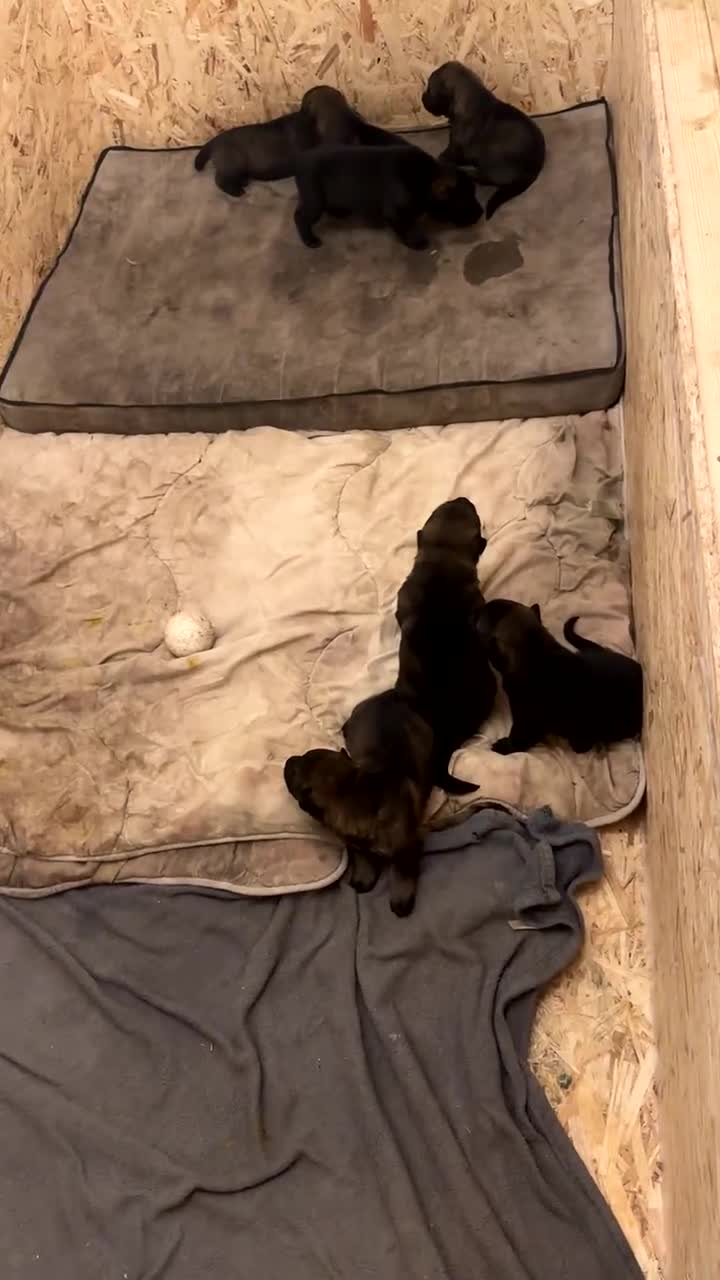 German Shepherd dogs for sale: 7 stunning kc reg working German shepherd pups - Video 2