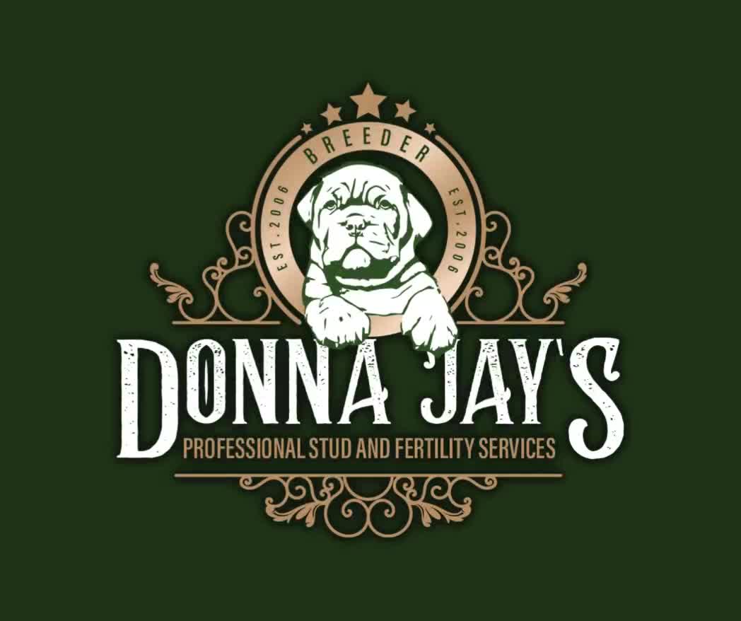 Cavalier King Charles Spaniel dogs for stud: Donnajays stud boys kc laboratory health tested  in Stafford - Video 1