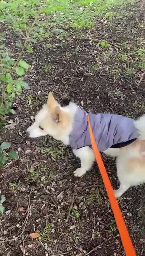 German Spitz dogs for adoption: Rescued Spitz Lola Looking For Her New Home - Video 2