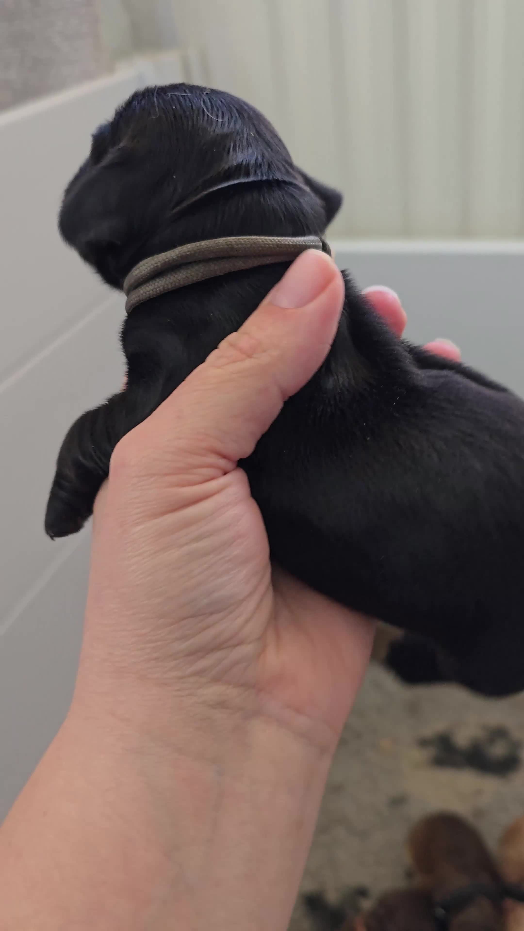 Cocker Spaniel dogs for sale: Beautiful Show Cocker Spaniel KC Reg Puppies - Video 2