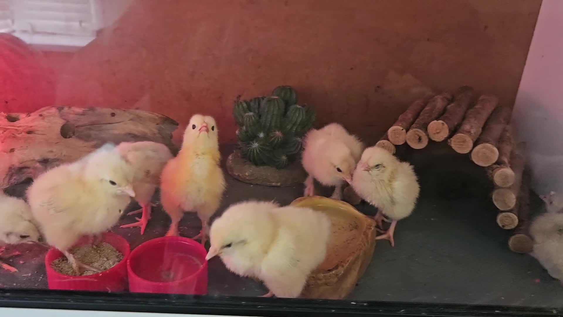 Pig livestock for sale: Kunakune male piglets - Video 1