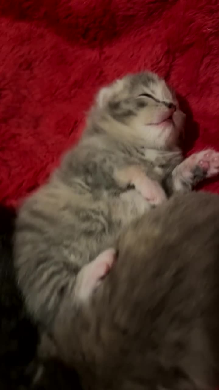 British Shorthair cats for sale: BSH KITTENS FOR SALE (price negotiable) - Video 1