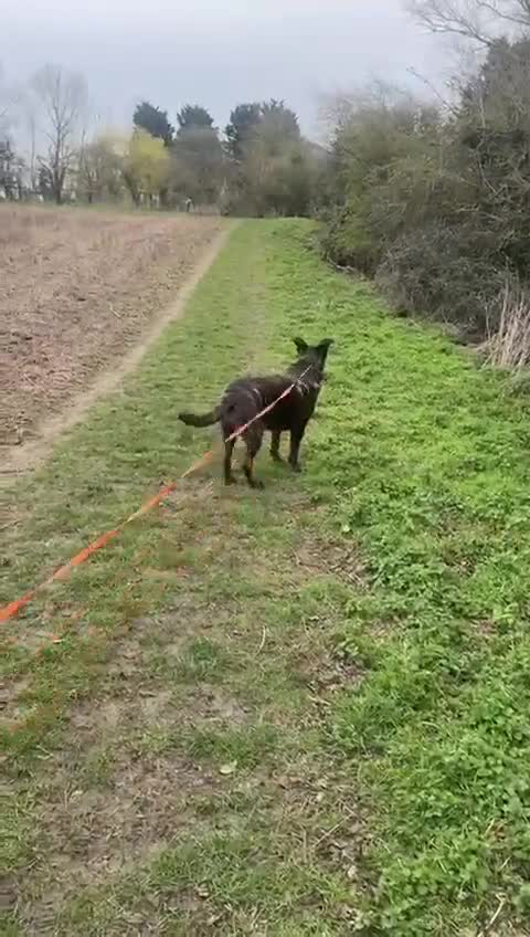Mixed Breed dogs for adoption: Roxy ready for a quite life in St Neots - Video 1