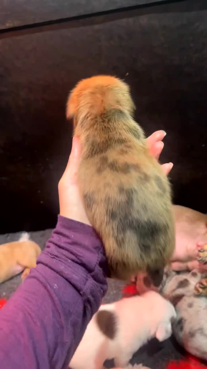 Mixed Breed dogs for sale: Adorable Dameranian puppy’s  - Video 2