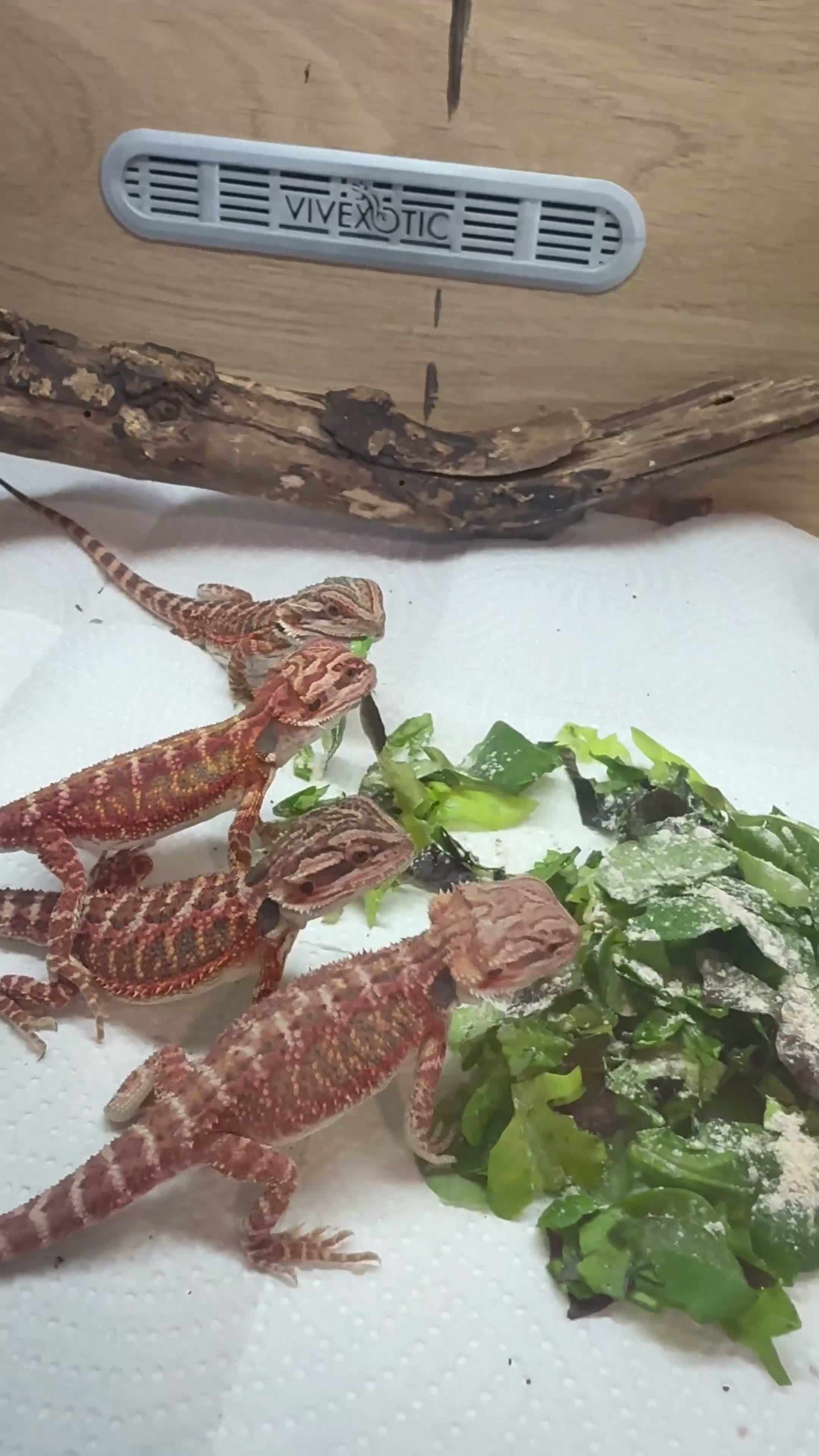 Bearded Dragon reptiles for sale: 💥💥💥Baby Dragons! WEEKEND SPECIAL £150 💥💥💥 - Video 1