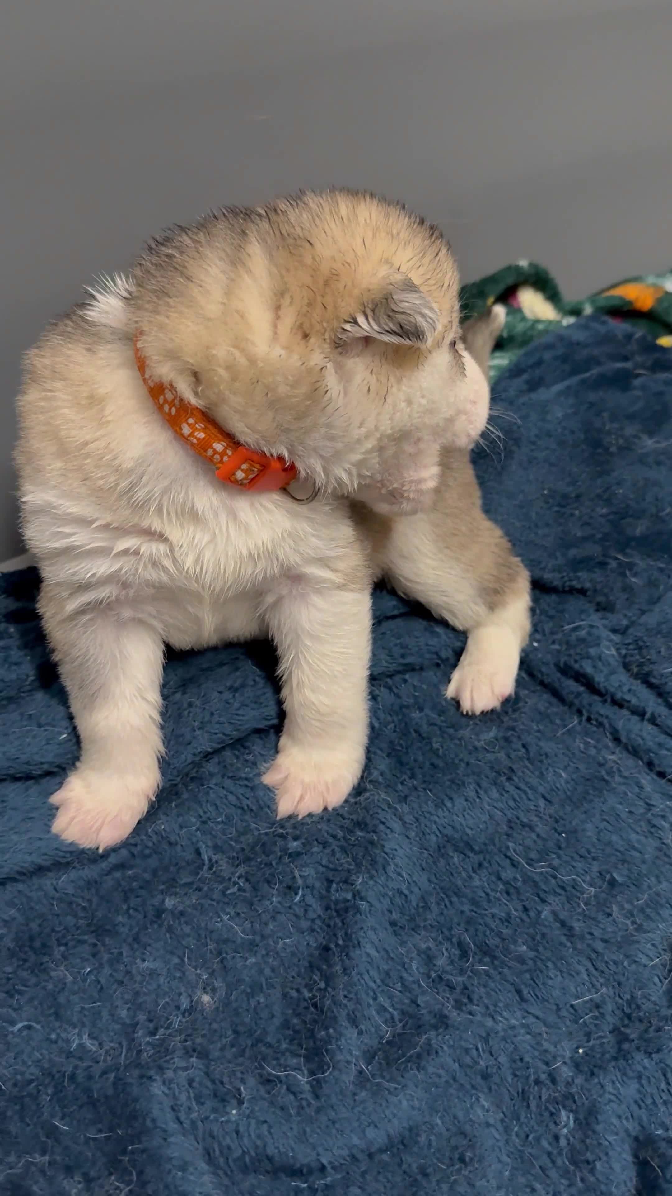 Shepsky dogs for sale: 7 beautiful shepskys - Video 1