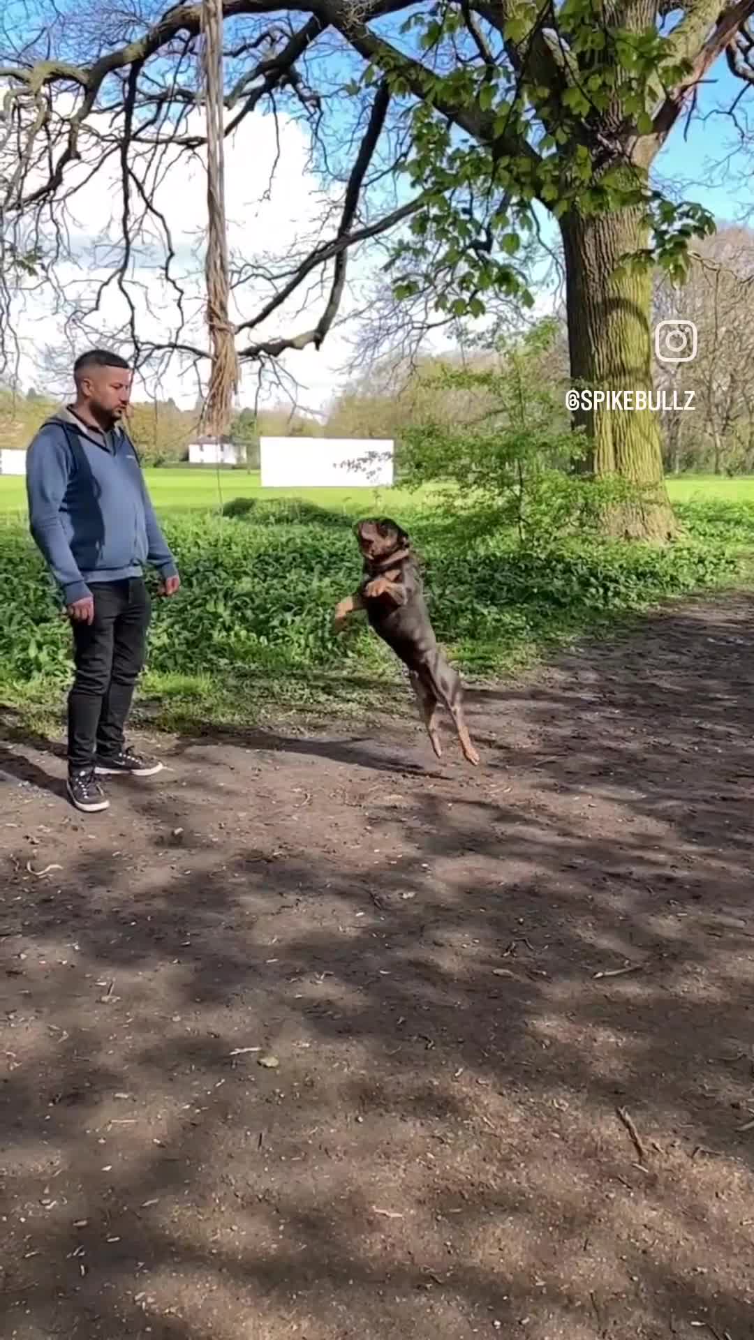 Olde English Bulldogge dogs for stud: 🏆SPIKE🏆 NEBBR Champion Olde English Bulldog in Nottingham - Video 2