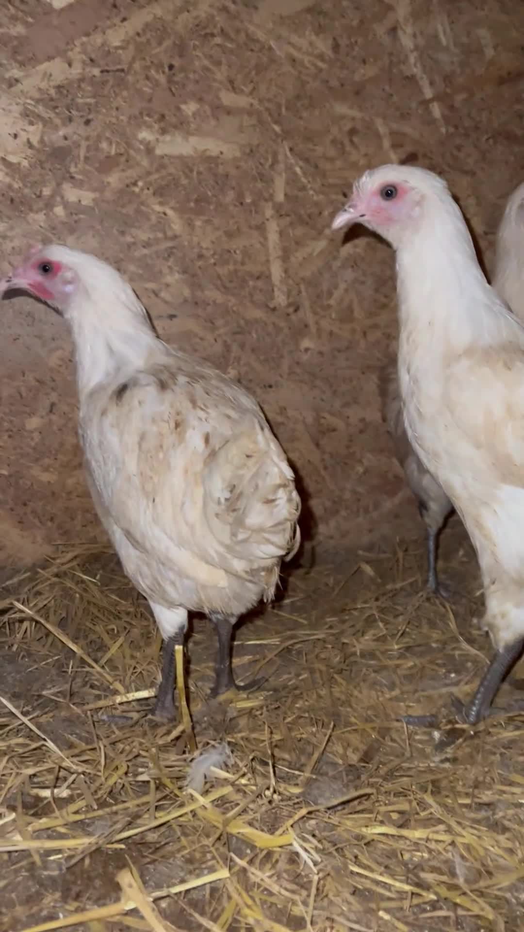 Chickens poultry for sale: Healthy young pullets.  - Video 1