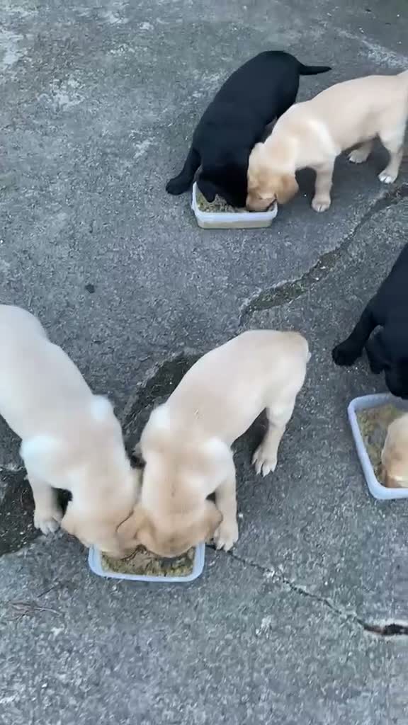Labrador Retriever dogs for sale: Labrador Retreiver pups  in Bishop Auckland - Video 2