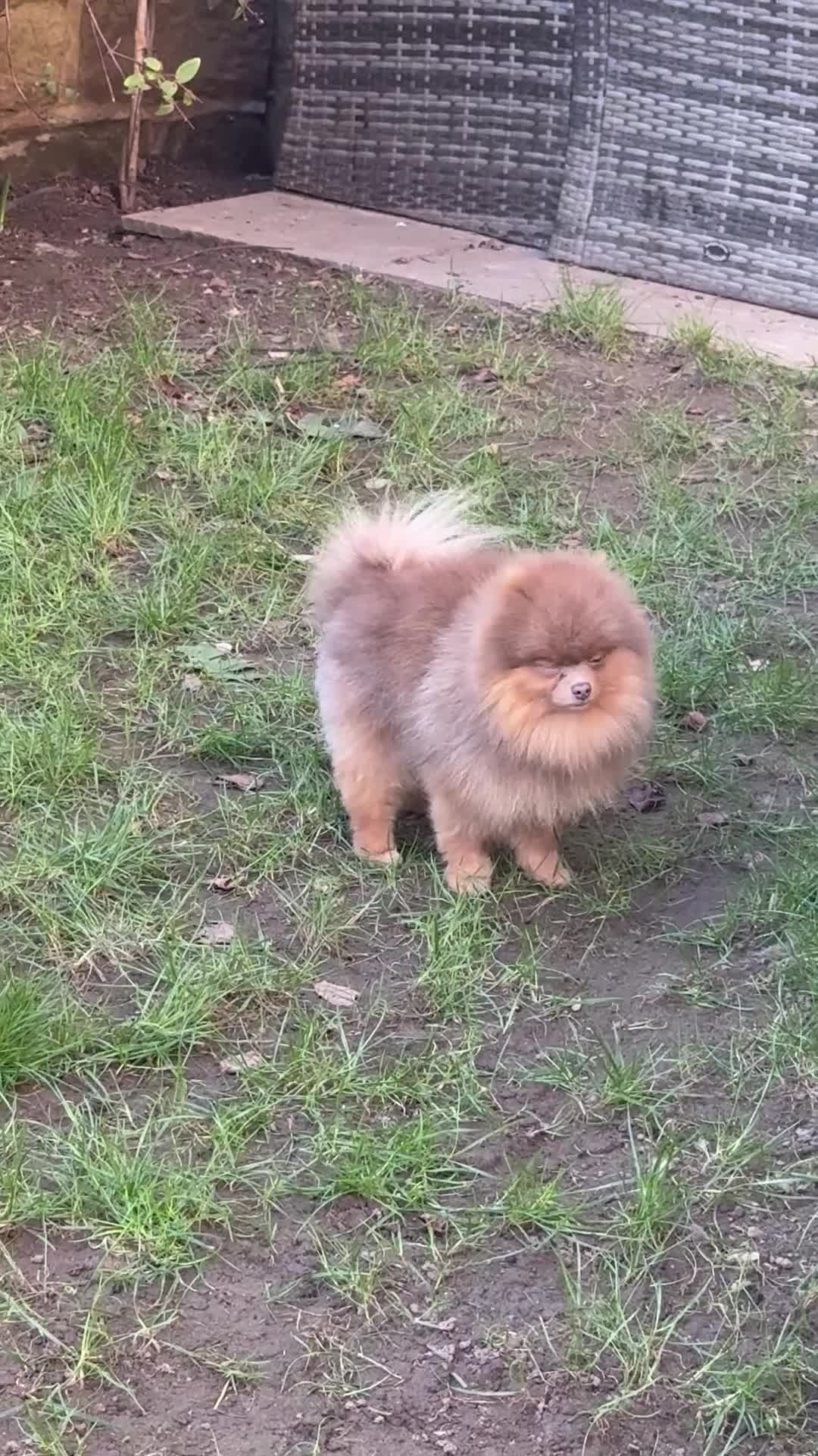Pomeranian dogs for stud: Outstanding Tiny Tiny kc Registered Lilac Tan  in Pontefract - Video 1