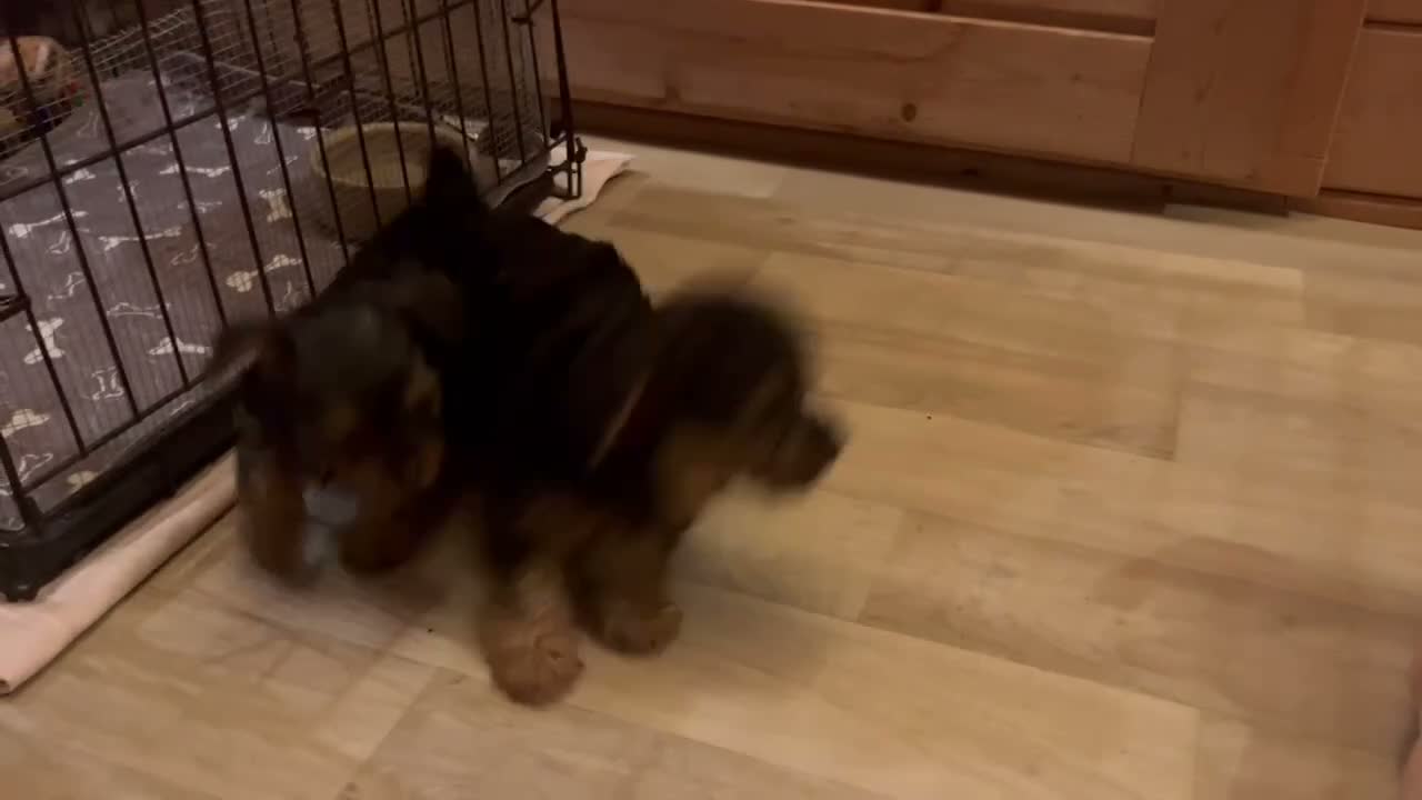 Yorkshire Terrier dogs for sale: Yorkshire terrier puppies - Video 1