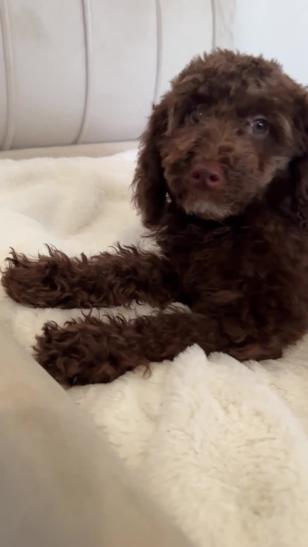 Cavapoo dogs for sale: Premium Quality Teddy Toy Cavapoos F1B - Video 2