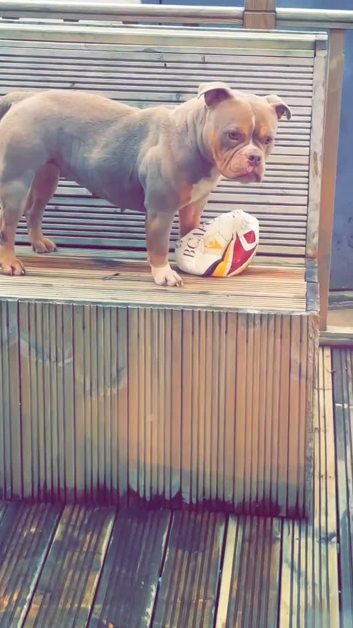 American Bully dogs for sale: Pocket bully Female in Bradford - Video 1