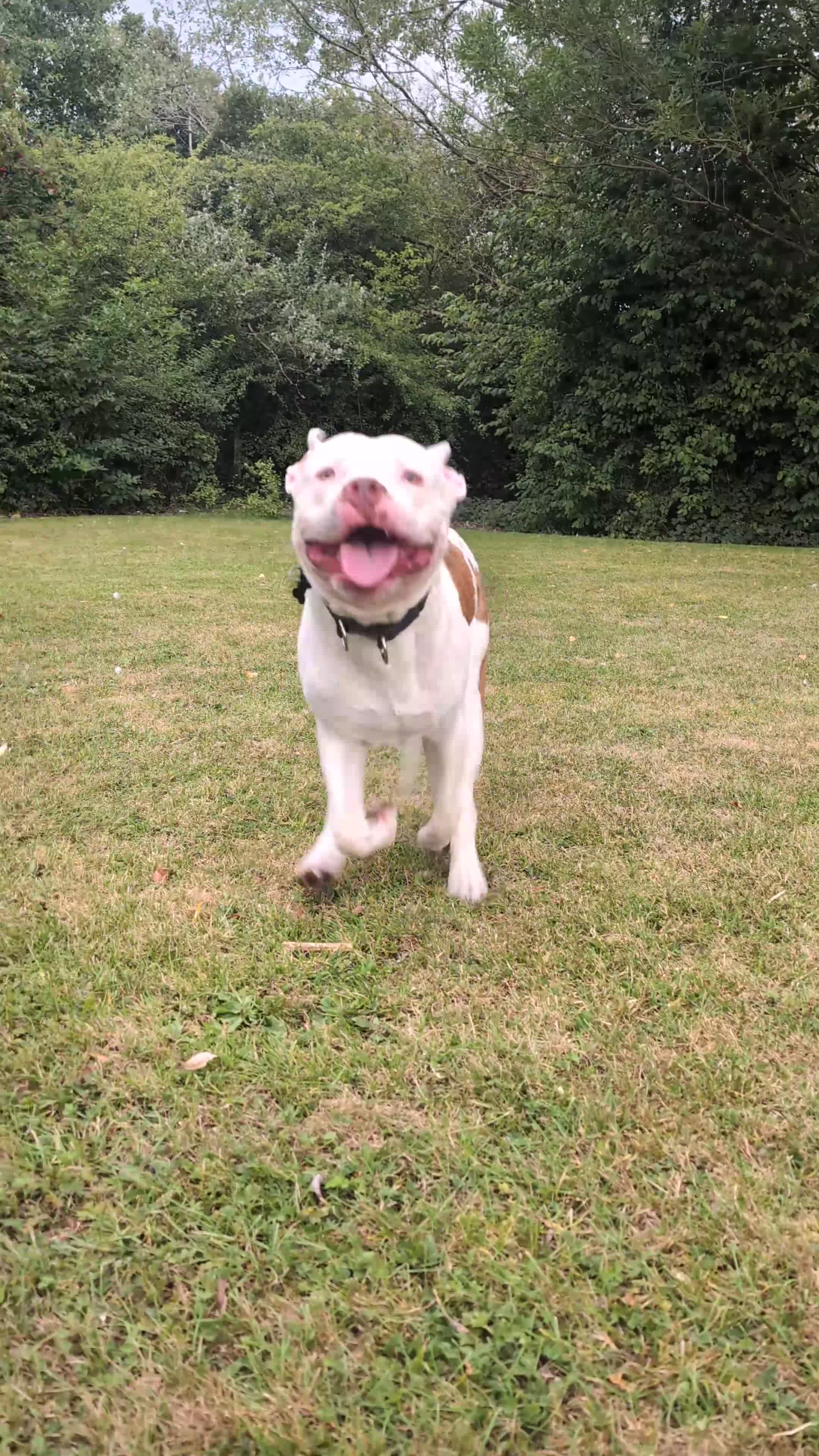 American Bulldog dogs for sale: American Bulldog  in Wigan - Video 2